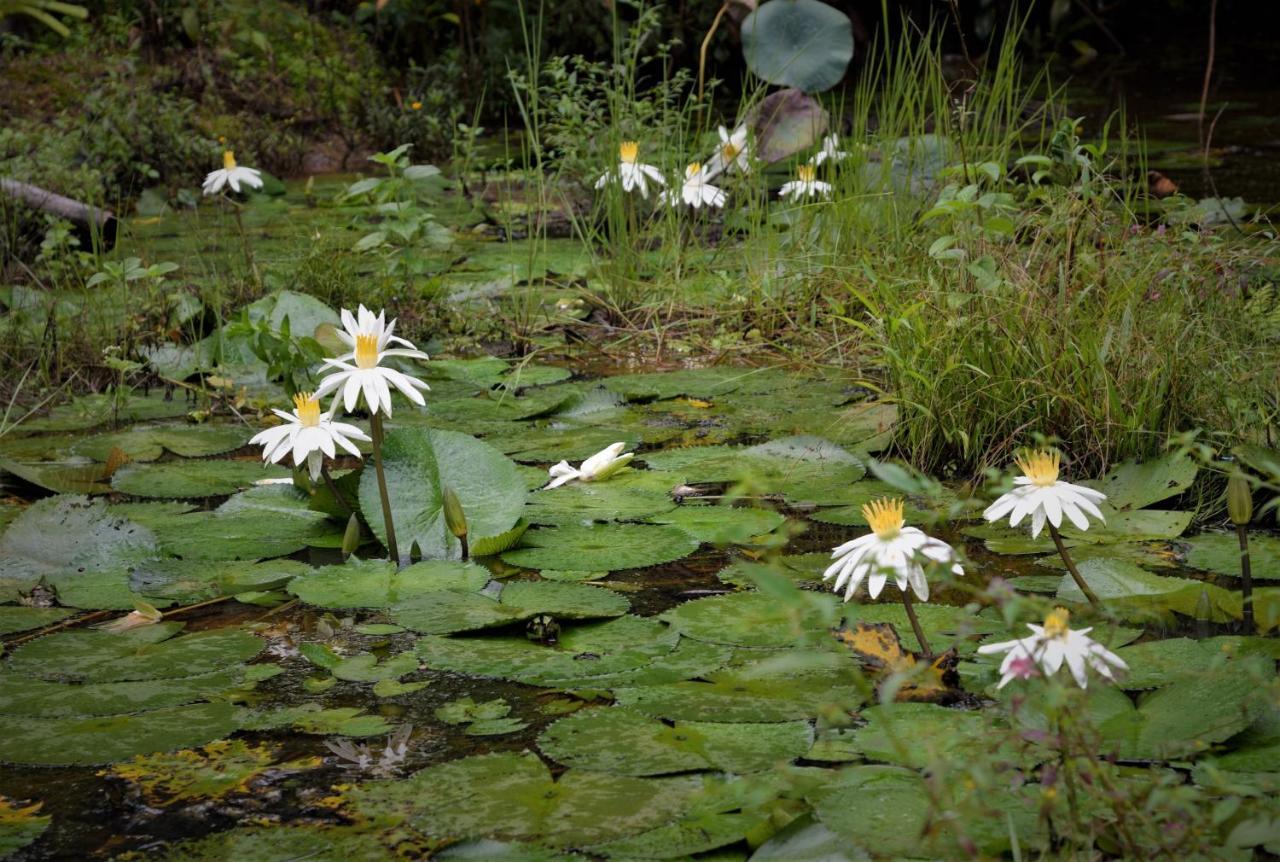 Mena Creek Flower House Kültér fotó