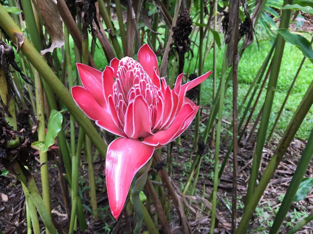 Mena Creek Flower House Kültér fotó