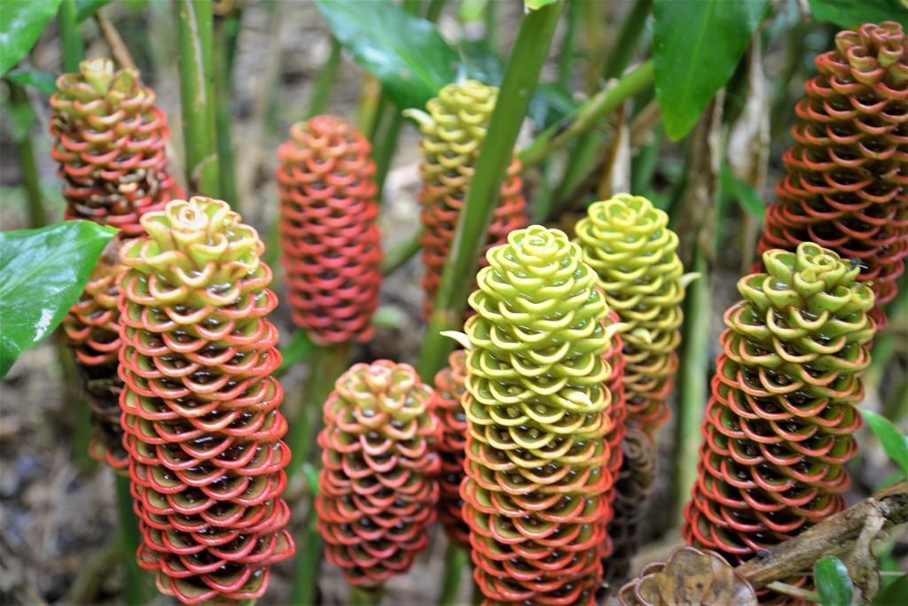 Mena Creek Flower House Kültér fotó